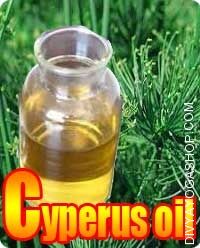Cyperus (Cyprus Scarioses) oil