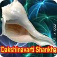 siddha-dakshinavarti-shankha.jpg