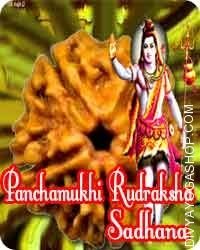 Panchamukhi Rudraksha sadhana for hidden treasure