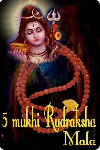 Five mukhi rudraksha mala