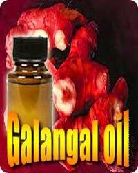 Galangal (Alpinia officinarum) oil