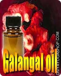 Galangal (Alpinia officinarum) oil