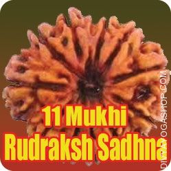 Enhance your luck with Eleven Mukhi Rudraksha Sadhana