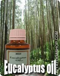  Eucalyptus oil