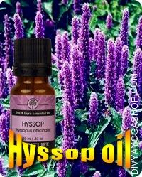  Hyssop oil