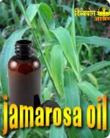 Jamarosa oil