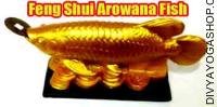 Feng Shui Arowana Fish