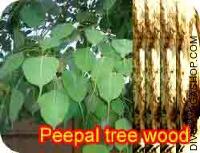 Peepal tree wood for havan