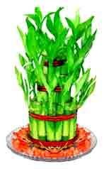 Bamboo plant for goodluck